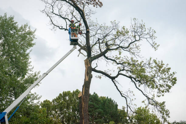 How Our Tree Care Process Works  in  Heidelberg, TX